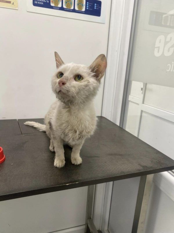 У Коломиї чимало пухнастиків шукають люблячих господарів 1