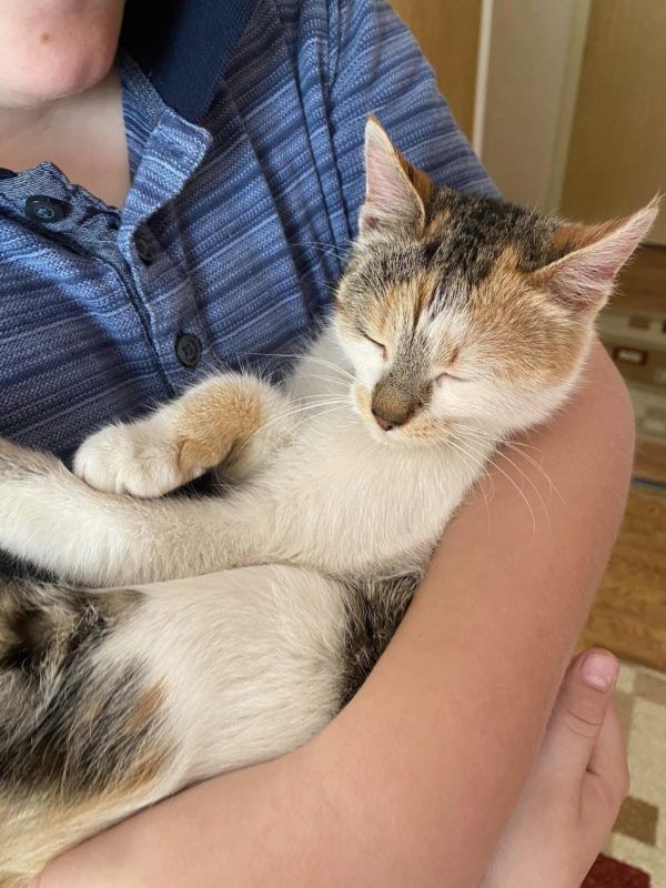 Пухнастики Коломиї шукають новий дім 2