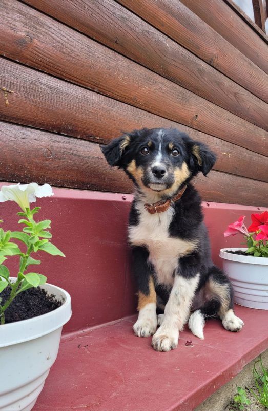 У Коломиї чимало пухнастиків шукають люблячих господарів 4