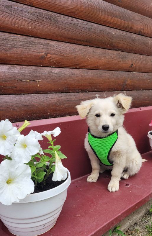 У Коломиї чимало пухнастиків шукають люблячих господарів 3