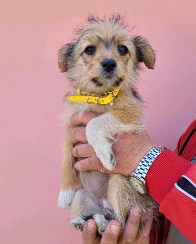 Коломийські чотирилапі готові зігріти своєю любов'ю нових господарів 5