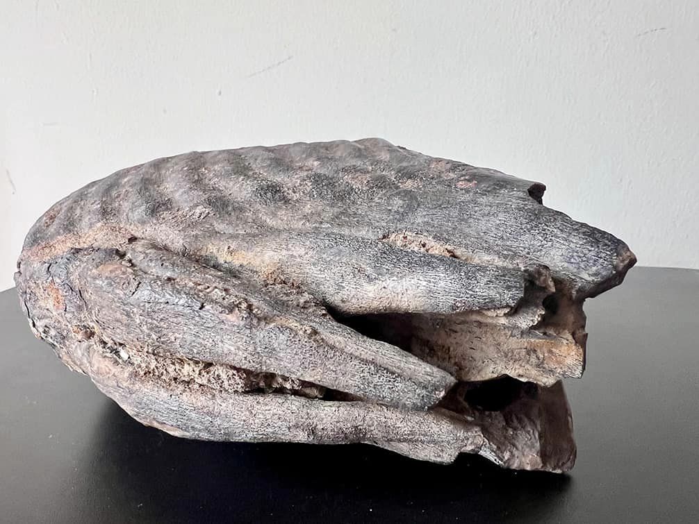 Велетенський зуб мамонта прикарпатець хотів поштою переслати до Катару 1