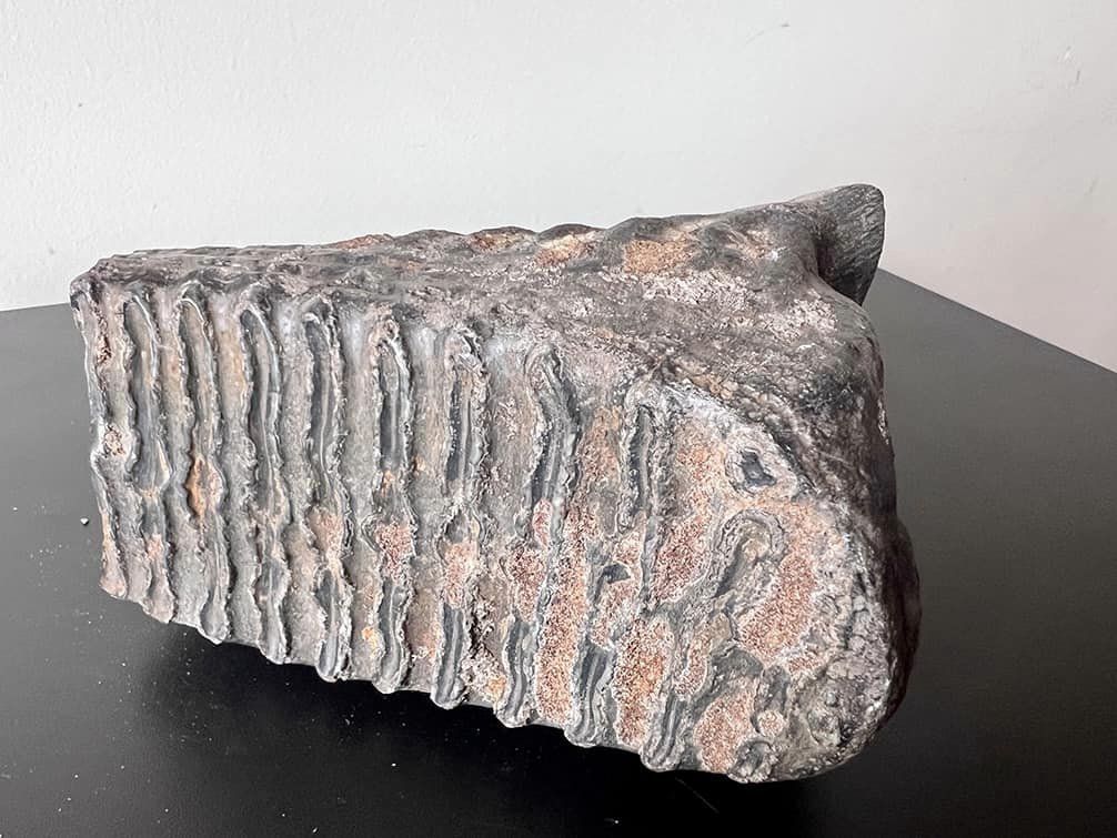 Велетенський зуб мамонта прикарпатець хотів поштою переслати до Катару 2