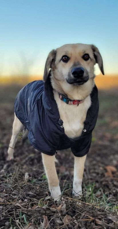 Чотирилапі у Коломиї мріють стати домашніми улюбленцями 3