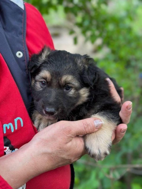 Коломийські чотирилапі готові зігріти своєю любов'ю нових господарів 2
