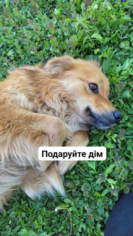 Чотирилапі у Коломиї мріють стати домашніми улюбленцями 4