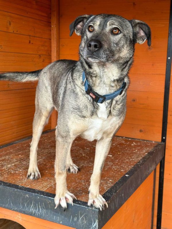 Пухнастики Коломиї шукають новий дім 1