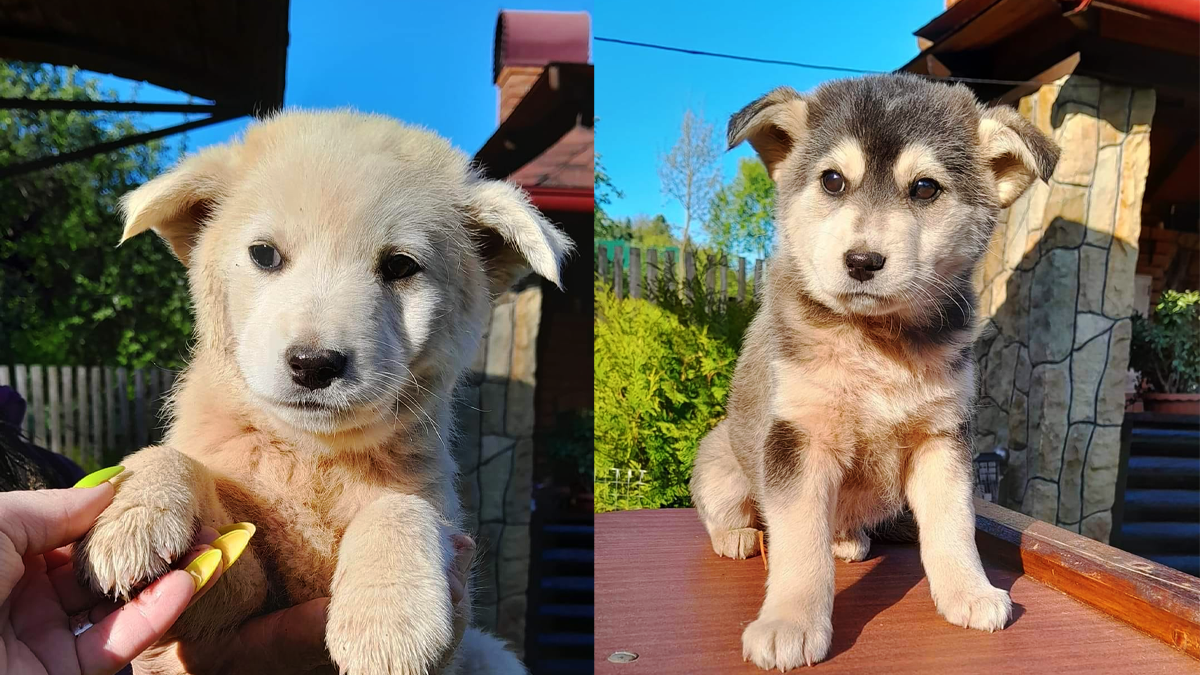 Пухнастики Коломиї шукають новий дім 3