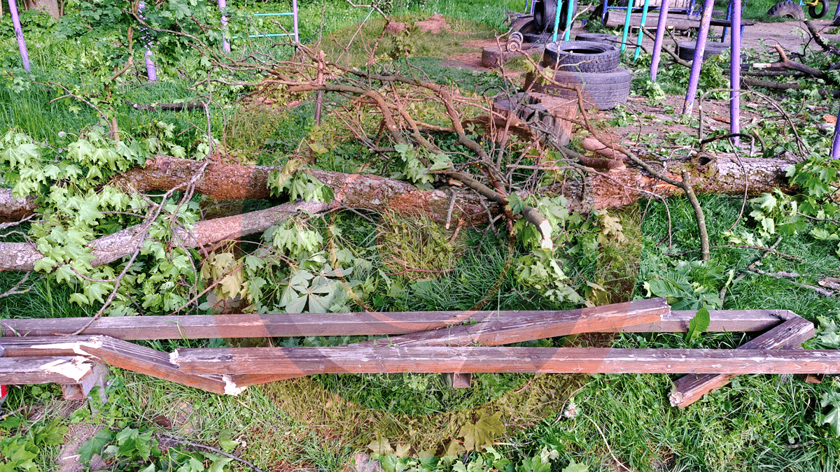 У Шевченківському парку в Коломиї впало дерево 1