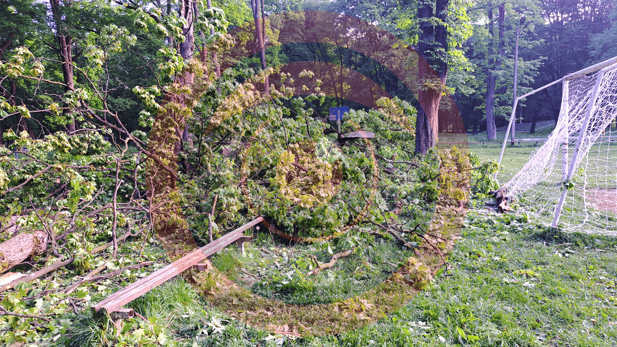 У Шевченківському парку в Коломиї впало дерево 6