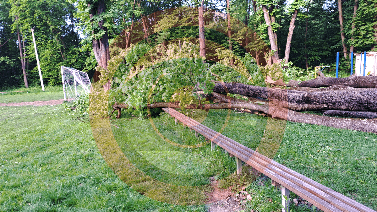 У Шевченківському парку в Коломиї впало дерево 4