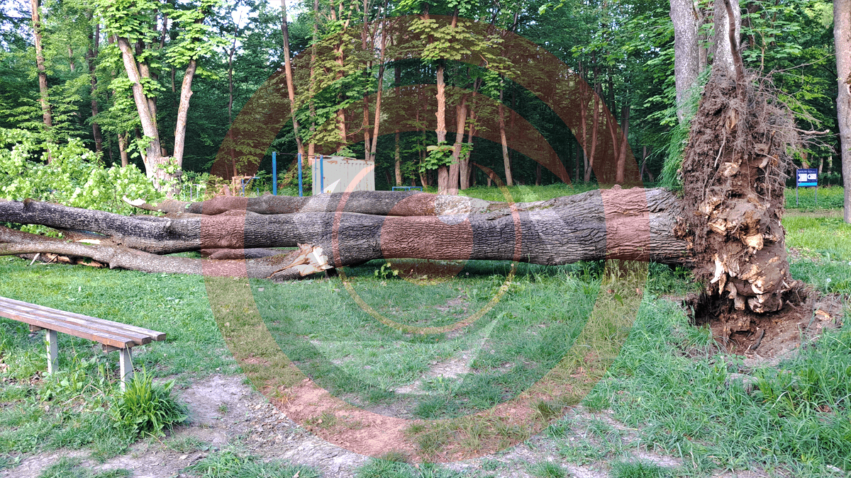 У Шевченківському парку в Коломиї впало дерево 3