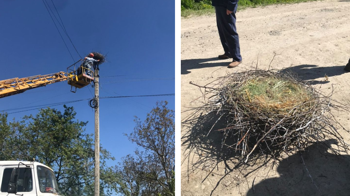На Коломийщині завдяки небайдужим облаштували гніздо для лелек 1
