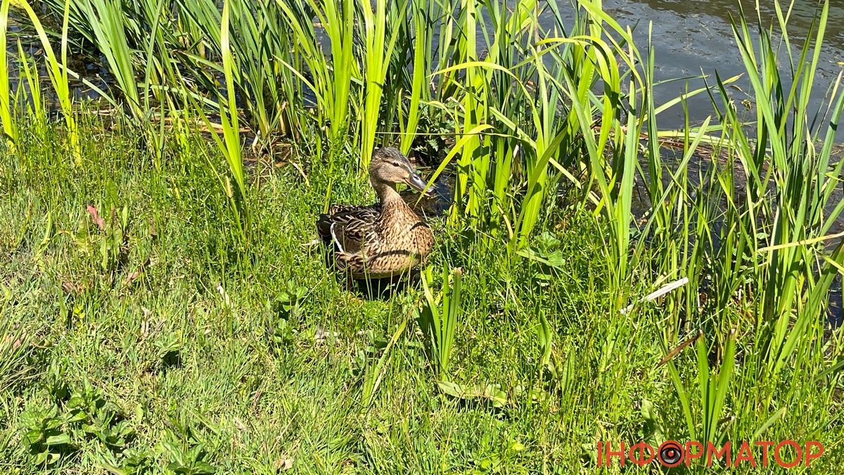 Погода у Коломиї 25 травня