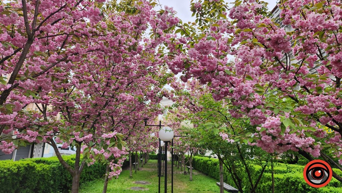 Барвиста Коломия у квітні 2024 року. Фото 1