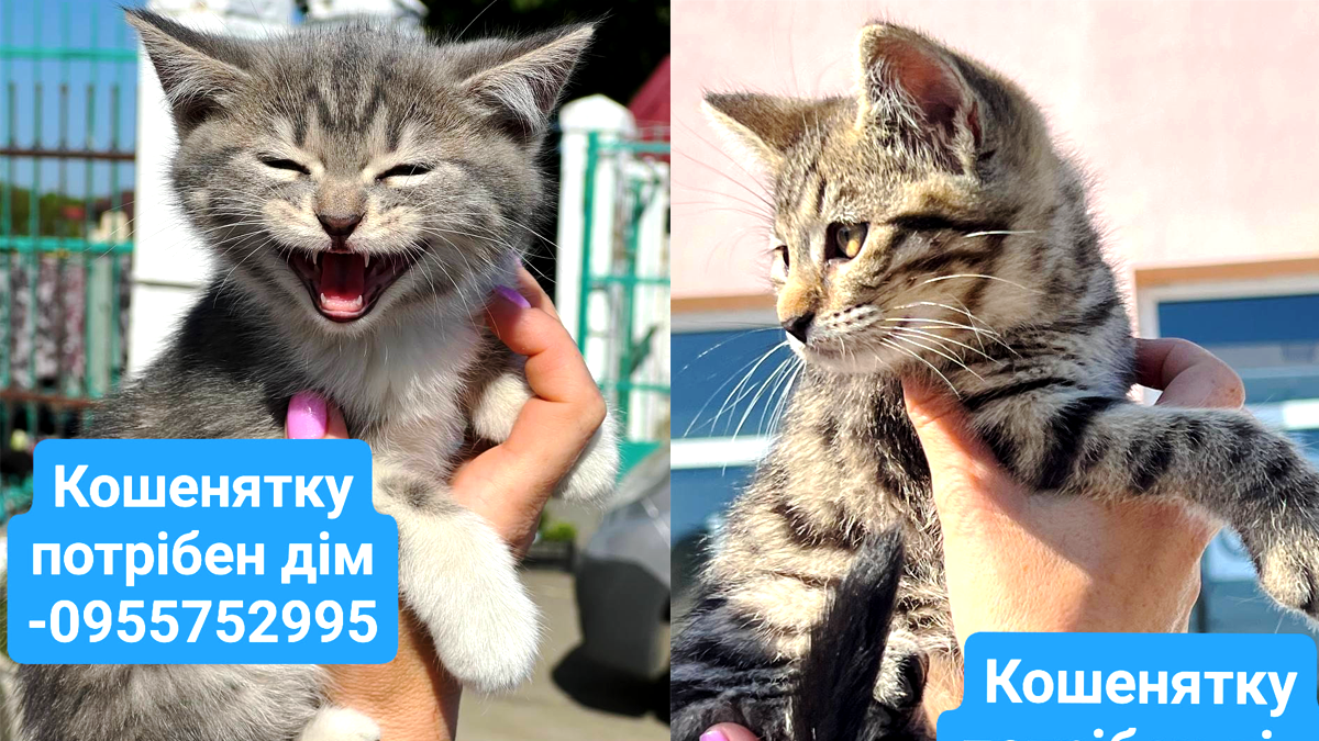 Чотирилапі у Коломиї мріють стати домашніми улюбленцями 5