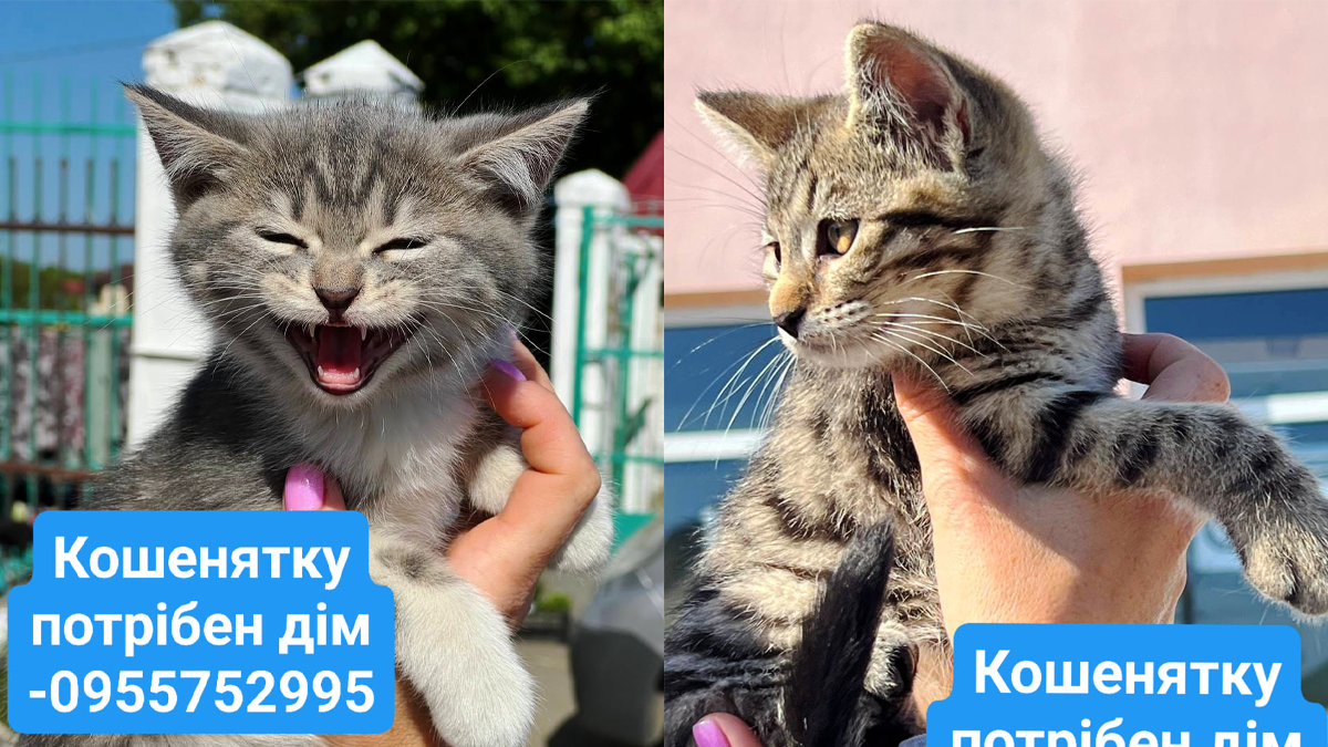 У Коломиї чимало пухнастиків шукають люблячих господарів 5