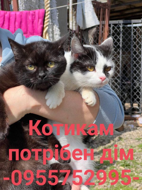 Коломийські чотирилапі готові зігріти своєю любов'ю нових господарів 3