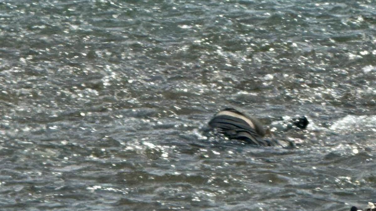 Страшні знахідки у Тисі: з річки витягли тіла трьох потонулих чоловіків 1