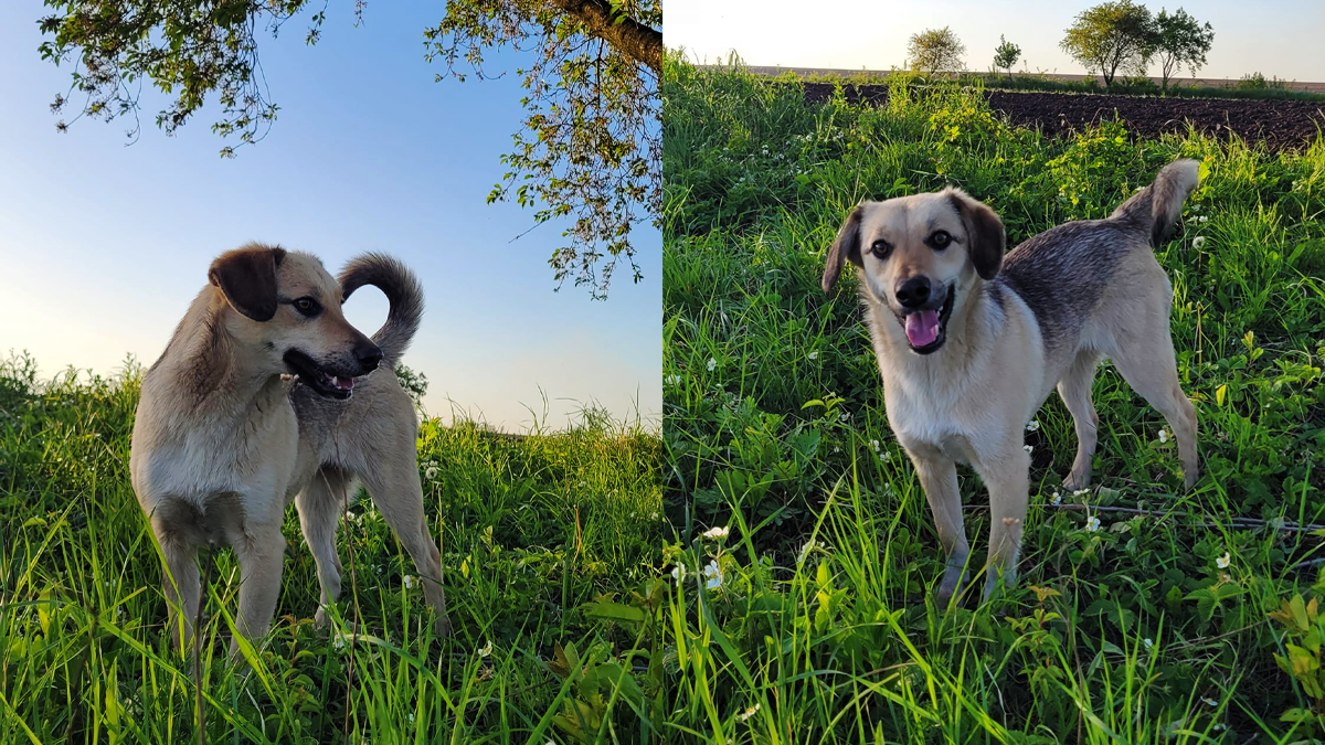 Пухнастики Коломиї шукають новий дім 4