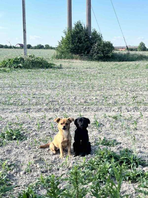 Коломийські чотирилапі готові зігріти своєю любов'ю нових господарів 1