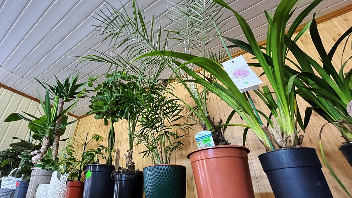 Яскраві вуличні квіти, букети для коханих і трендові вазони у квітковій крамниці "Пташка" 3