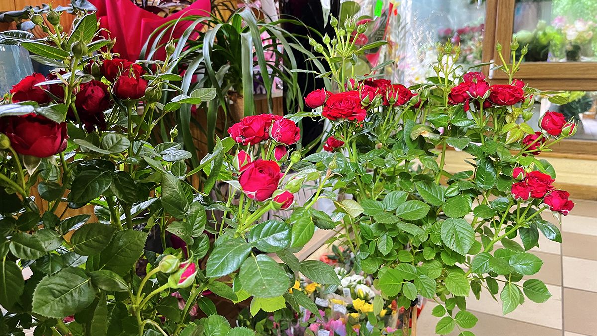 Яскраві вуличні квіти, букети для коханих і трендові вазони у квітковій крамниці "Пташка" 8