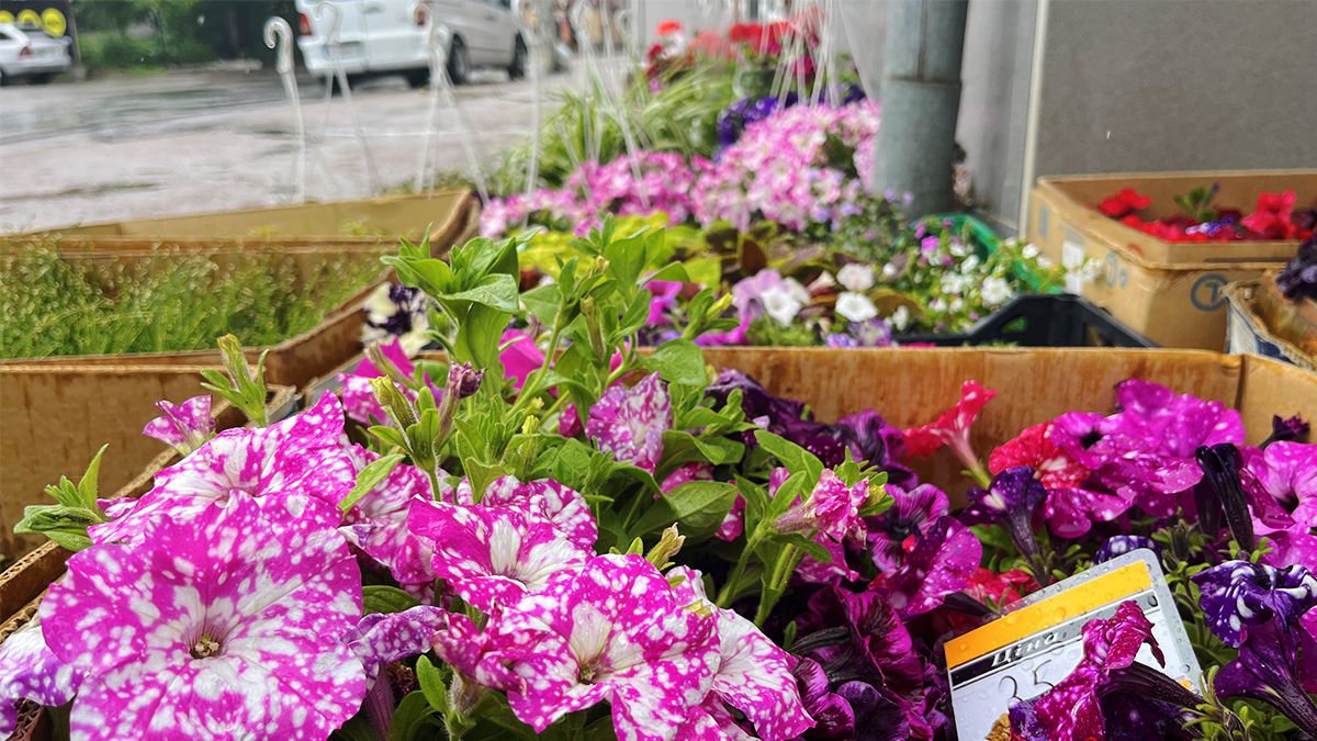 Яскраві вуличні квіти, букети для коханих і трендові вазони у квітковій крамниці "Пташка" 6