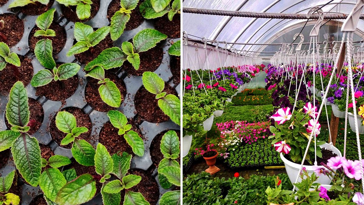 Яскраві вуличні квіти, букети для коханих і трендові вазони у квітковій крамниці "Пташка" 5