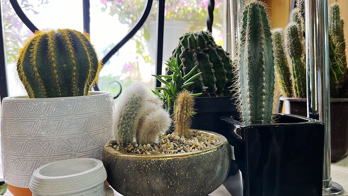 Яскраві вуличні квіти, букети для коханих і трендові вазони у квітковій крамниці "Пташка" 9