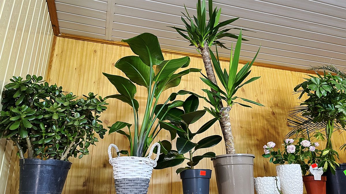 Яскраві вуличні квіти, букети для коханих і трендові вазони у квітковій крамниці "Пташка" 12