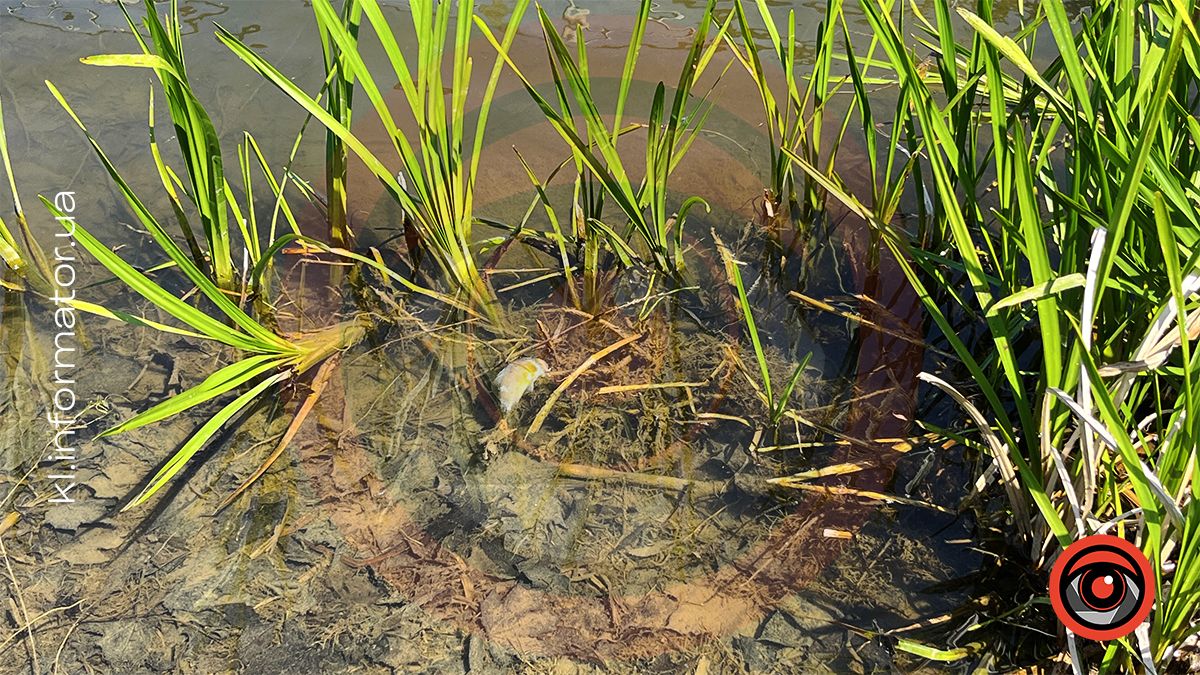 У міському озері ім. Руфа в Коломиї мор риби? 8