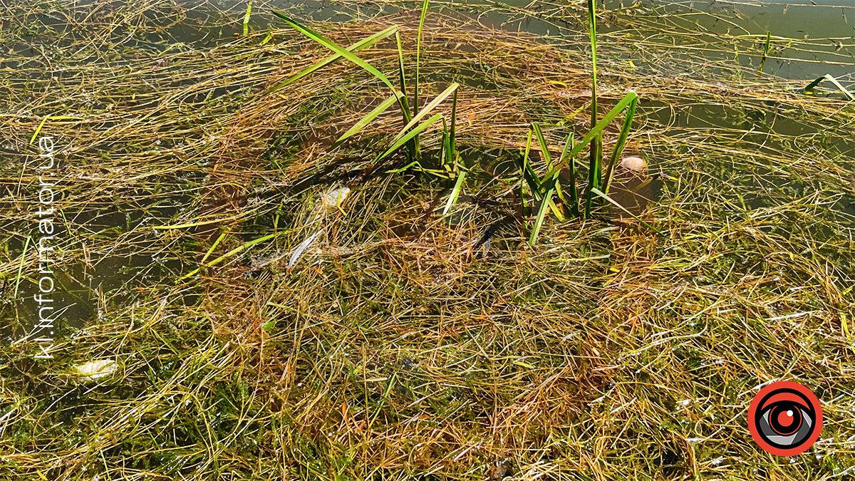 У міському озері ім. Руфа в Коломиї мор риби? 10