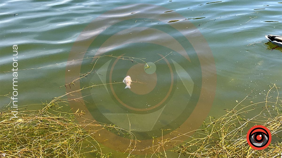 У міському озері ім. Руфа в Коломиї мор риби? 2
