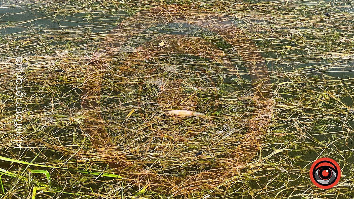 У міському озері ім. Руфа в Коломиї мор риби? 6