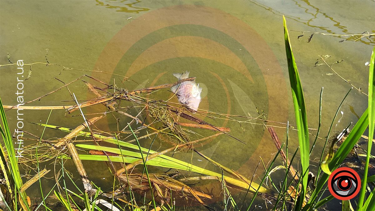 У міському озері ім. Руфа в Коломиї мор риби? 7
