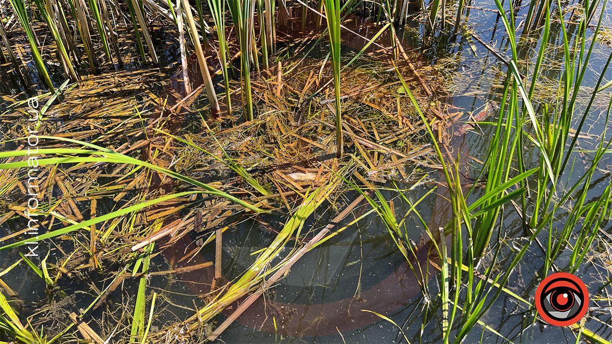 У міському озері ім. Руфа в Коломиї мор риби? 5