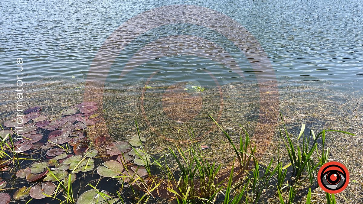 У міському озері ім. Руфа в Коломиї мор риби? 9