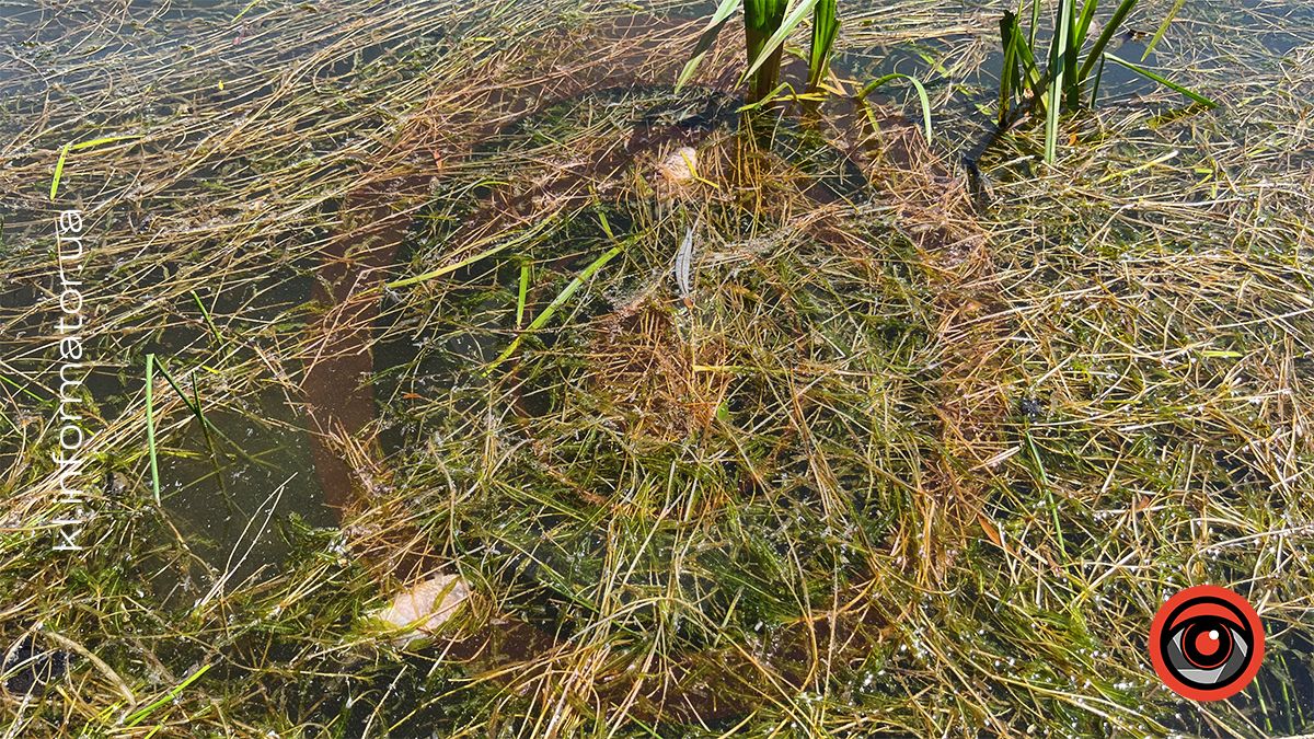 У міському озері ім. Руфа в Коломиї мор риби? 4