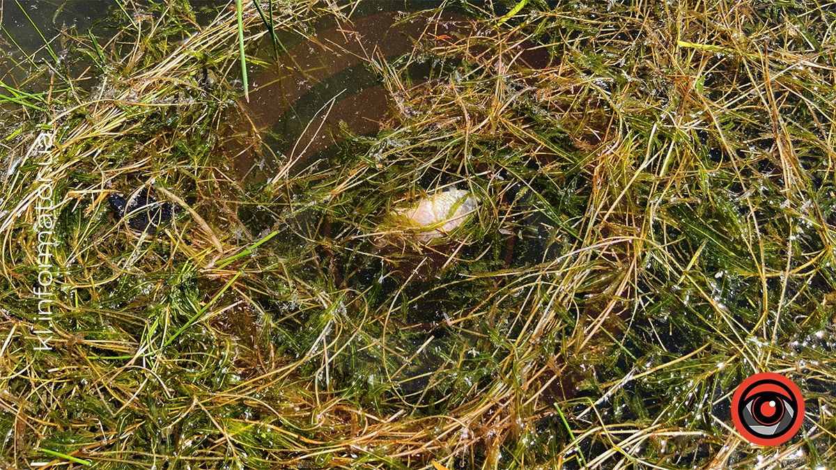 У міському озері ім. Руфа в Коломиї мор риби? 3