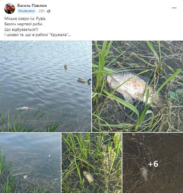 У міському озері ім. Руфа в Коломиї мор риби? 1