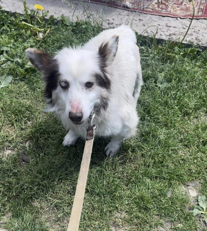 Чотирилапі у Коломиї готові поділитися своєю любов'ю з новими господарями 3