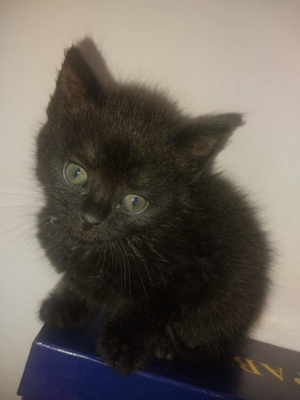 Чотирилапі у Коломиї готові поділитися своєю любов'ю з новими господарями 6