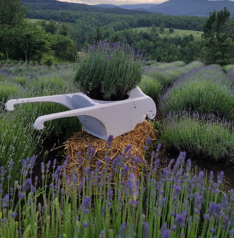 Заспокійливе: добірка лавандових полів неподалік Коломиї 3