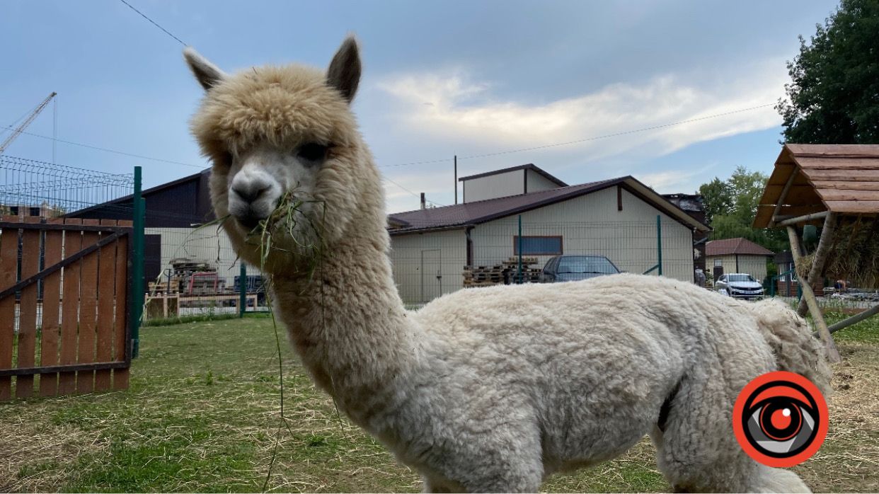 В гості до альпак - у Надвірну: місцева екоферма безкоштовно приймає відвідувачів | ВІДЕО