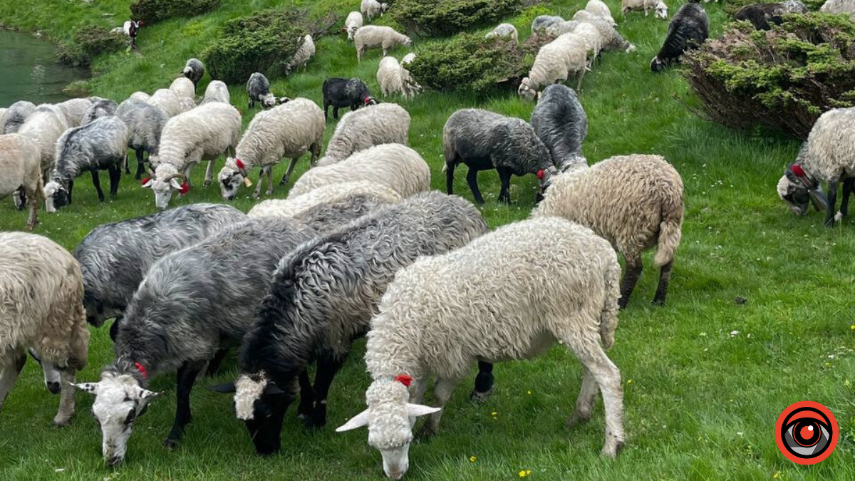 Перлини Свидовця: фоторепортаж з озер та вершин масиву 1