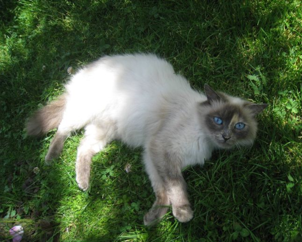 Пухнастики Коломиї шукають нових господарів 4