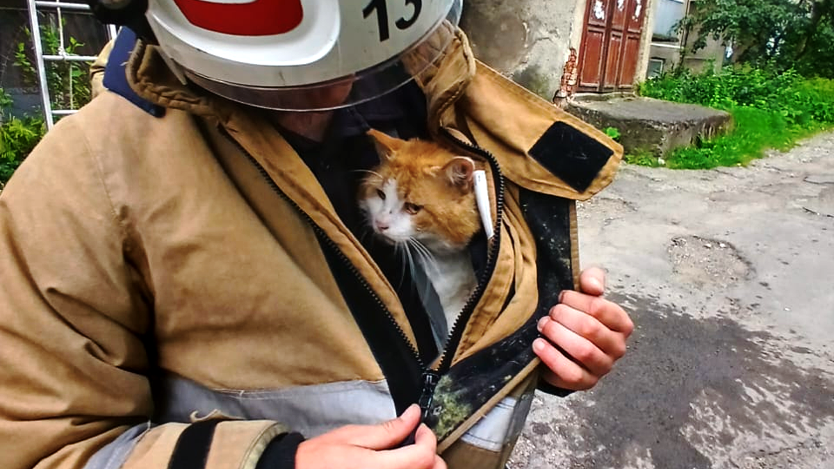 У Городенці рятувальники надали допомогу котику, який застряг на балконі багатоповерхівки 2