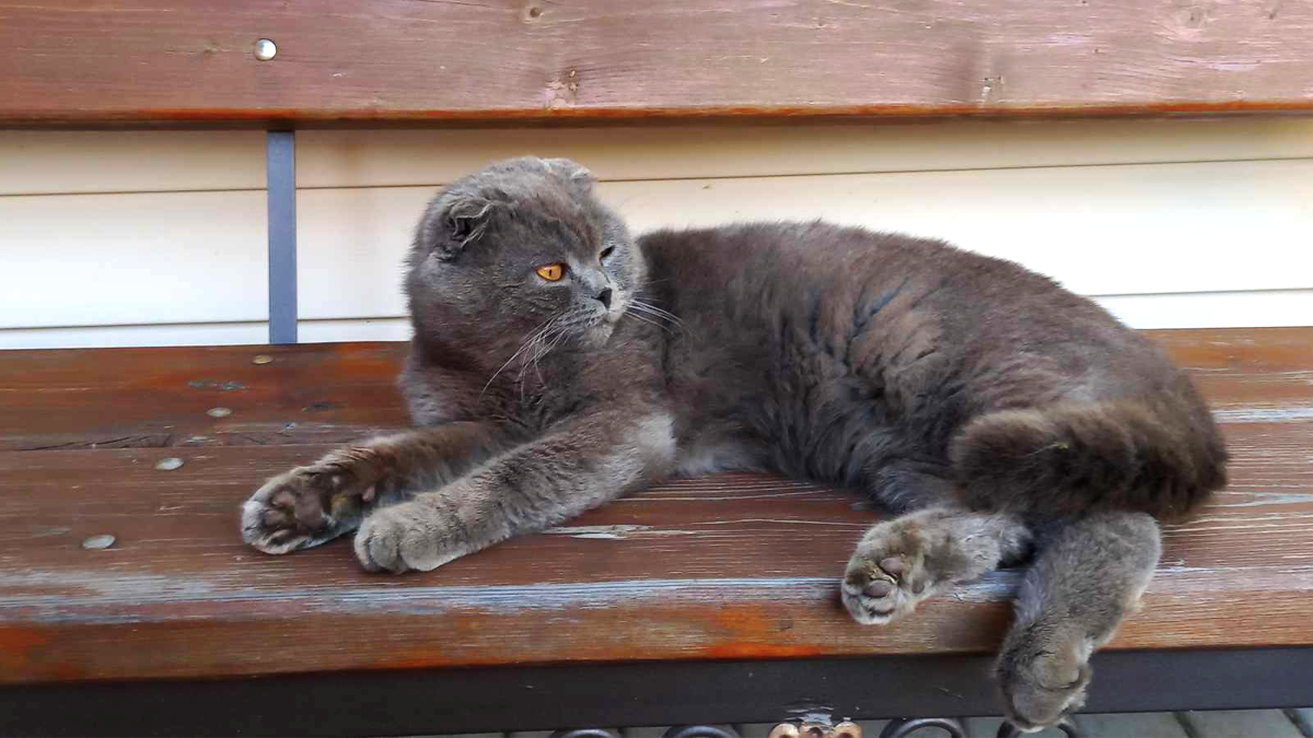 Коломийські пухнастики шукають нових господарів 3