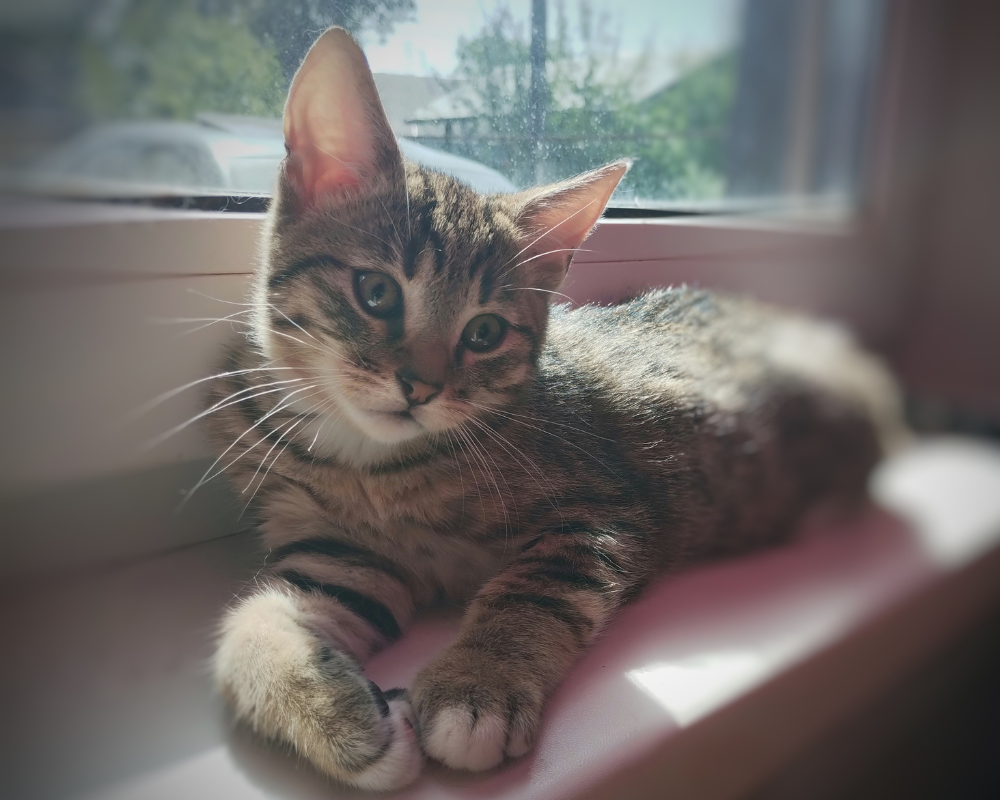 Пухнастики Коломиї шукають нових господарів 5